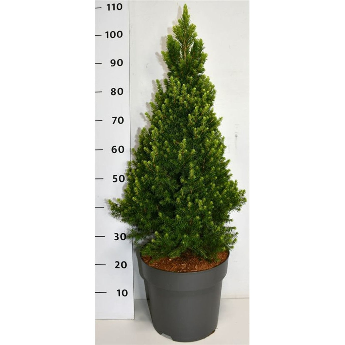 Vitgran – Picea glauca 'Rainbow's End' - C12 60-80 CM